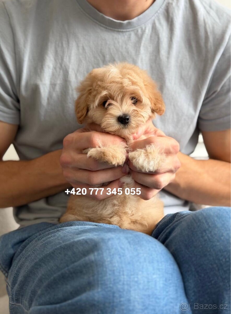 Maltipoo boy male caramel 1500€