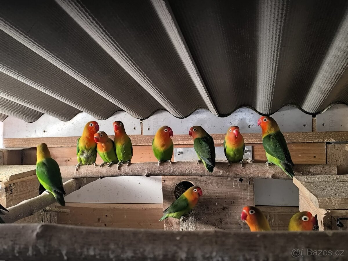 Prodám papoušky