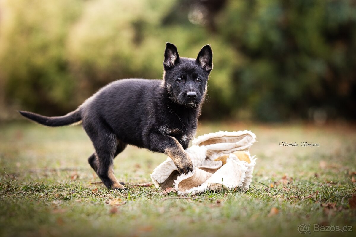 Německý ovčák- štěně s PP