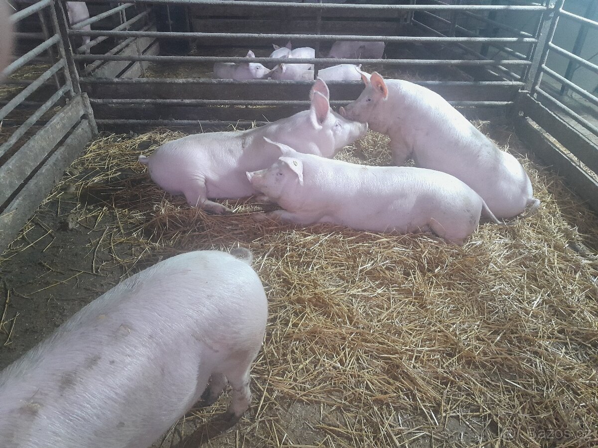 Prodám prasata