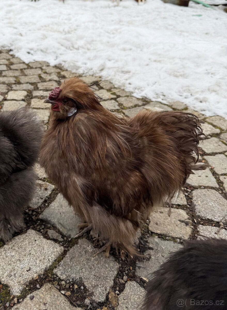 Kohout hedvábničky USA