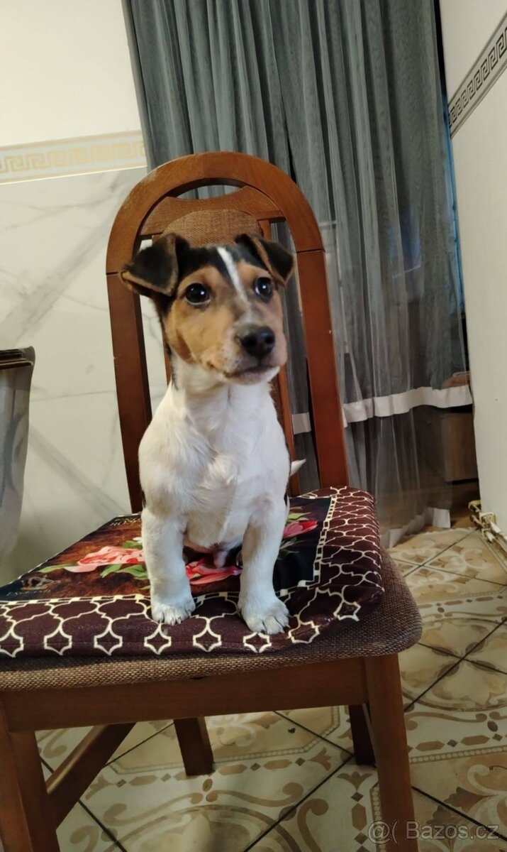 Jack russell teriér