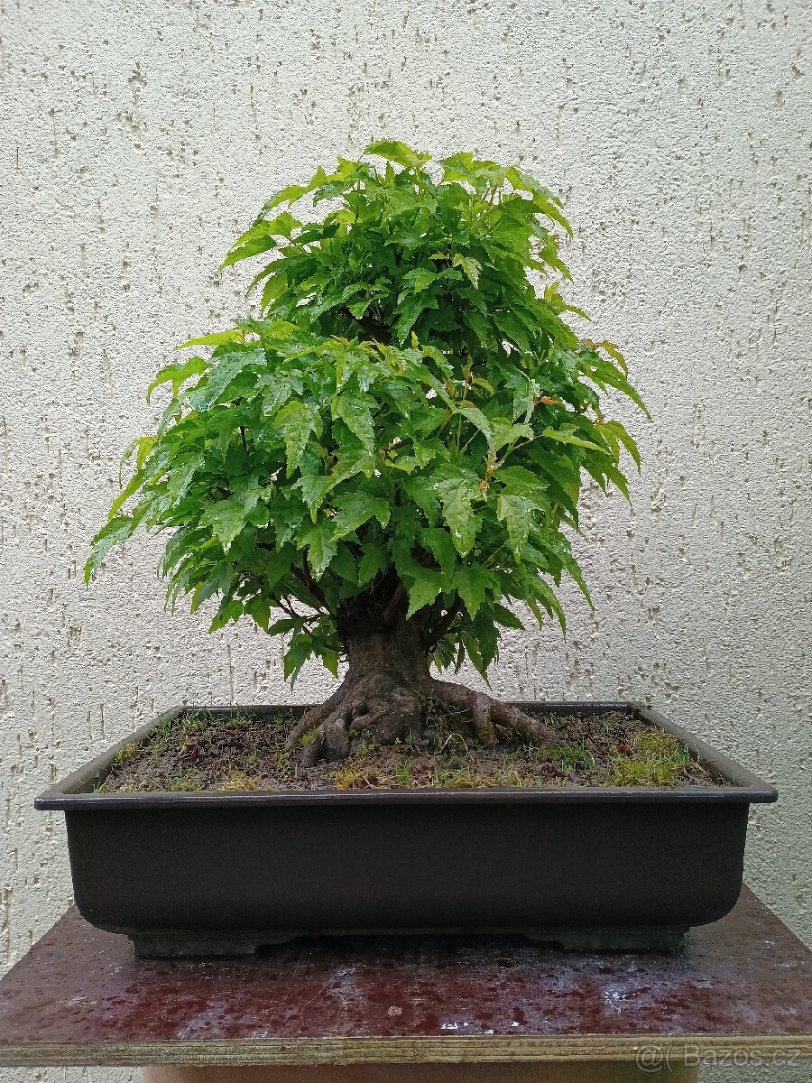 Bonsai javor ginnala