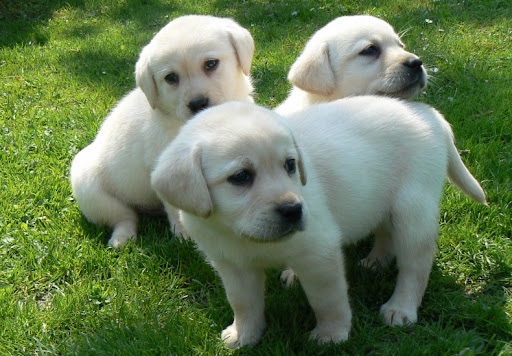 Labradorsky retrívr