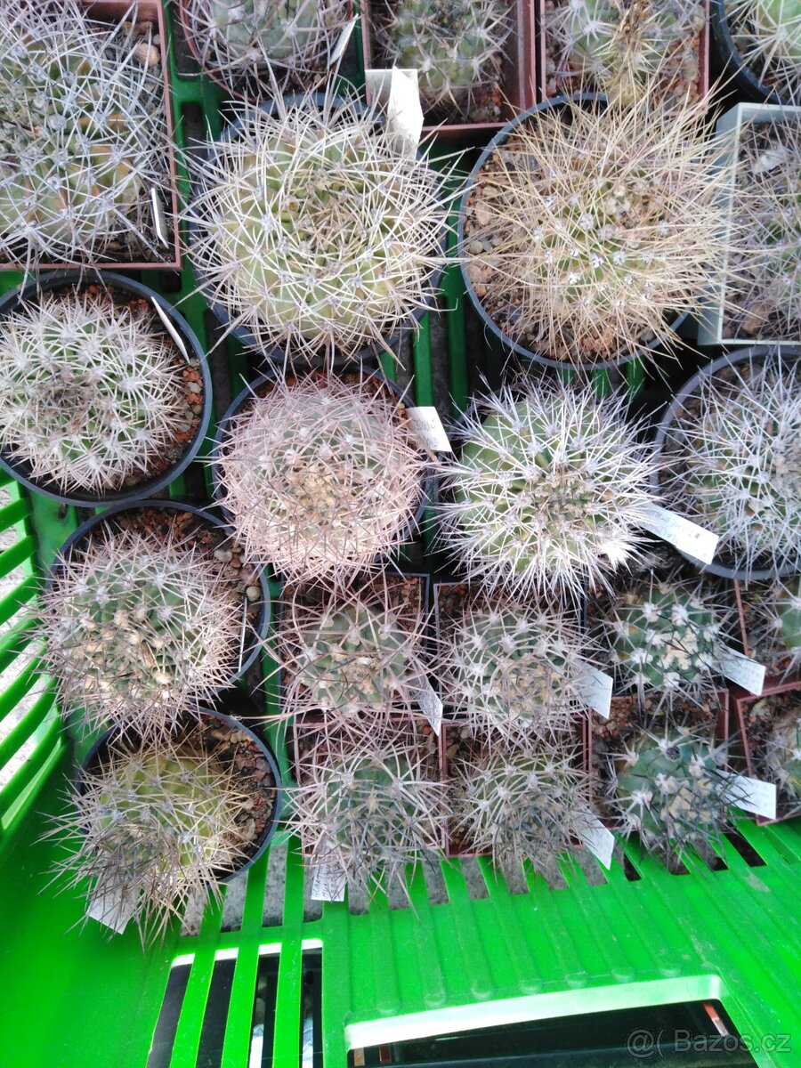 Kaktusy