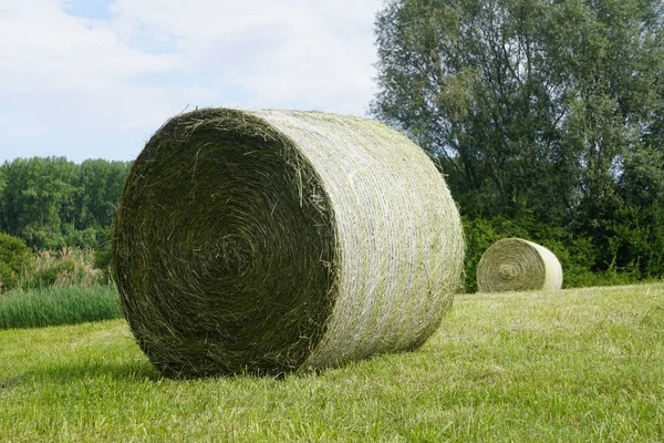 Kulaté balíky sena