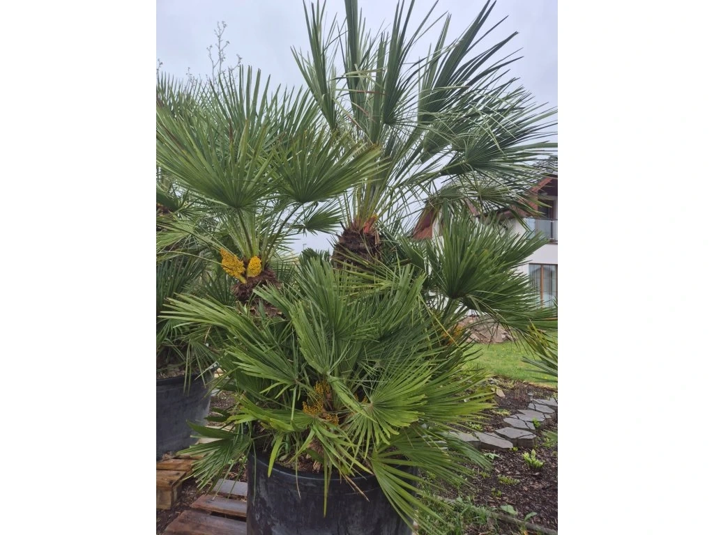 Žumara nízká - Chamareops Humilis - mrazuvzdorná palma