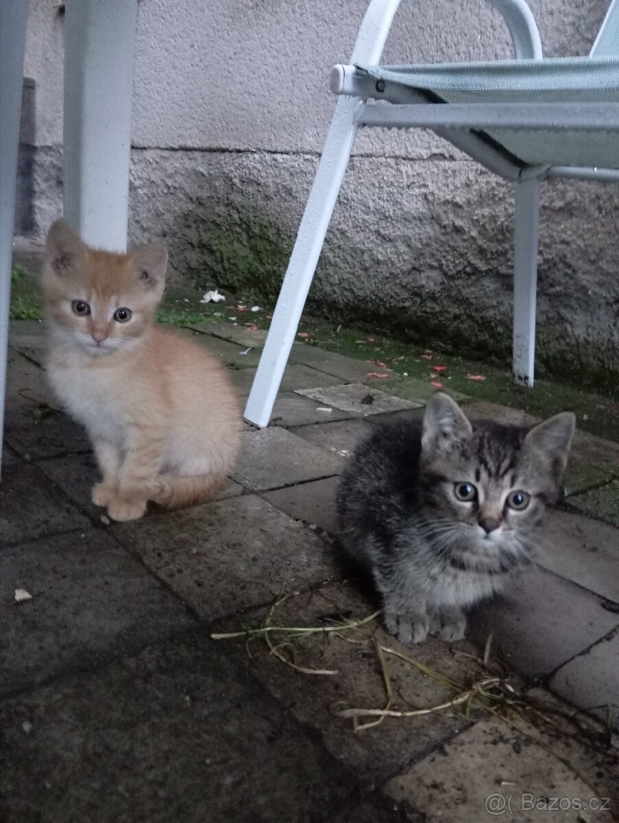 Koťatko do dobrých rukou