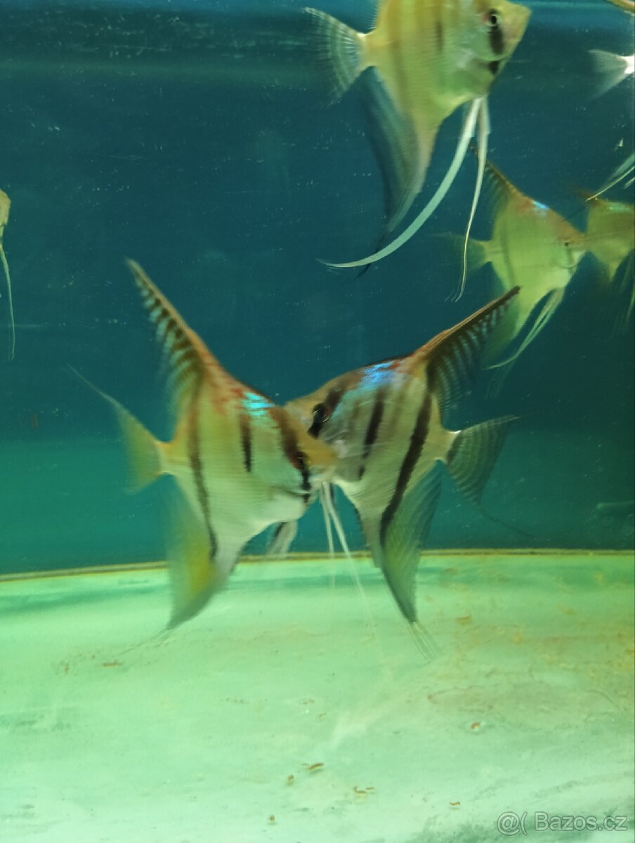 Prodám skaláry Santa Isabel