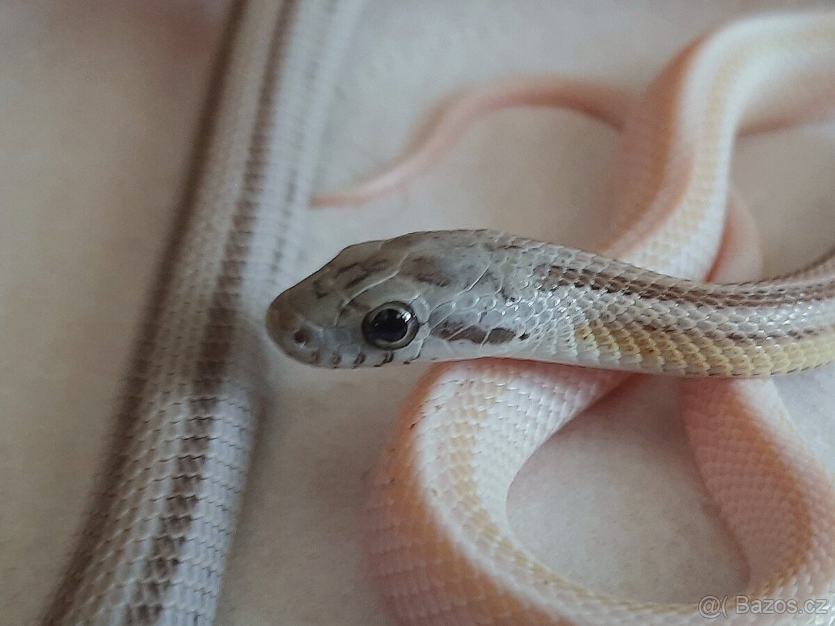 Užovka červená - vzrostlá mláďata