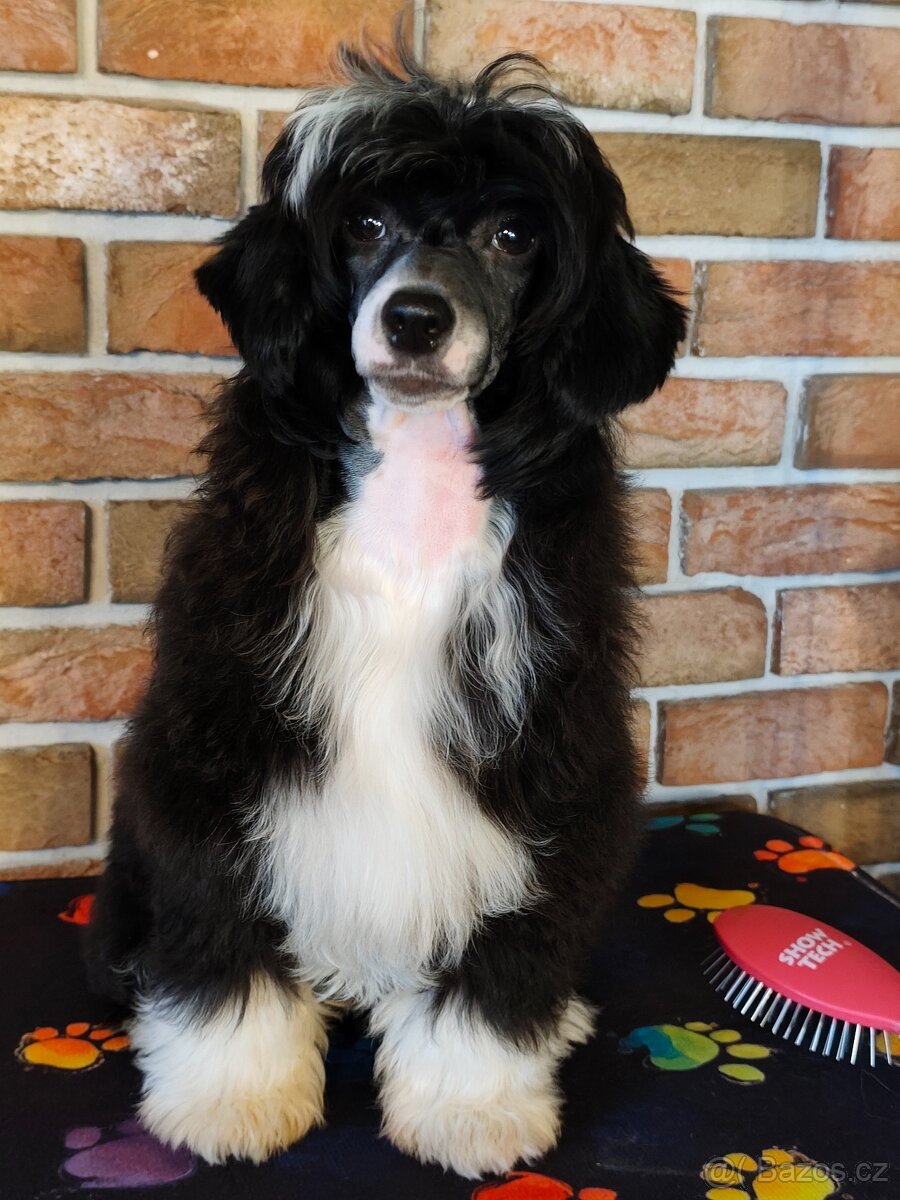 Čínský chocholatý pes osrstěný s PP