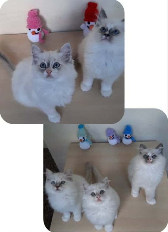 Prodám koťátka Ragdoll bez PP