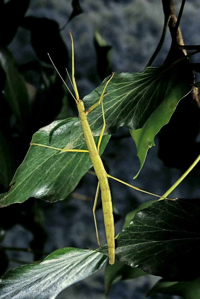 Carausius morosus (Pakobylka indická)