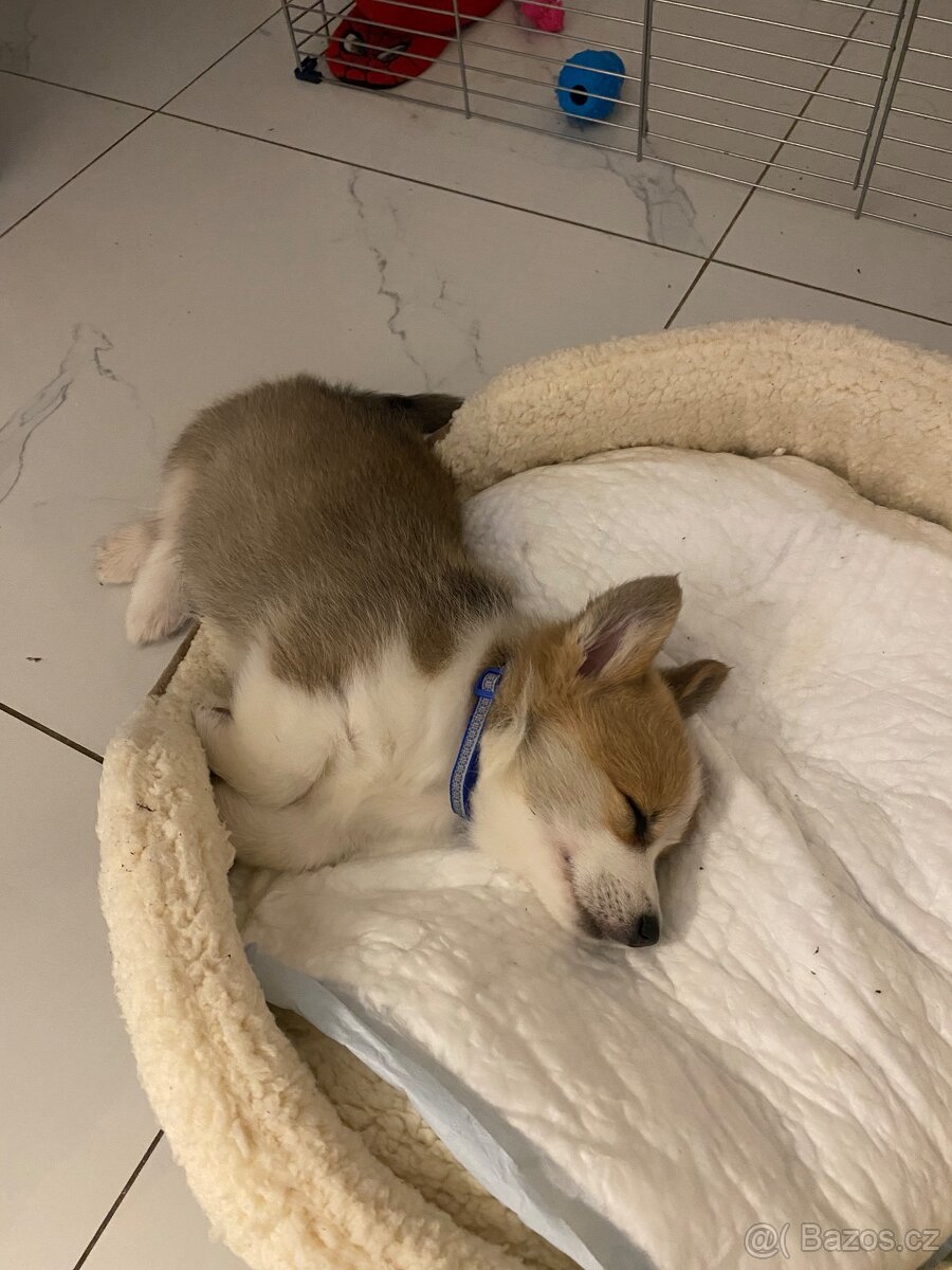 Welsh Corgi Pembroke