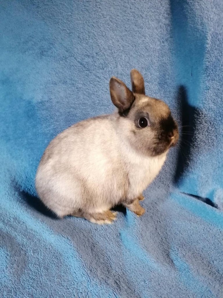 Sameček zakrslý siamský žlutý