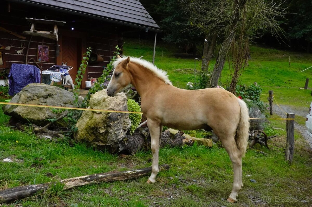 Prodej koně