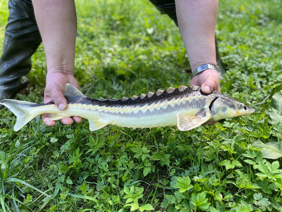 Prodej jesetera Sibiřského a Ruského