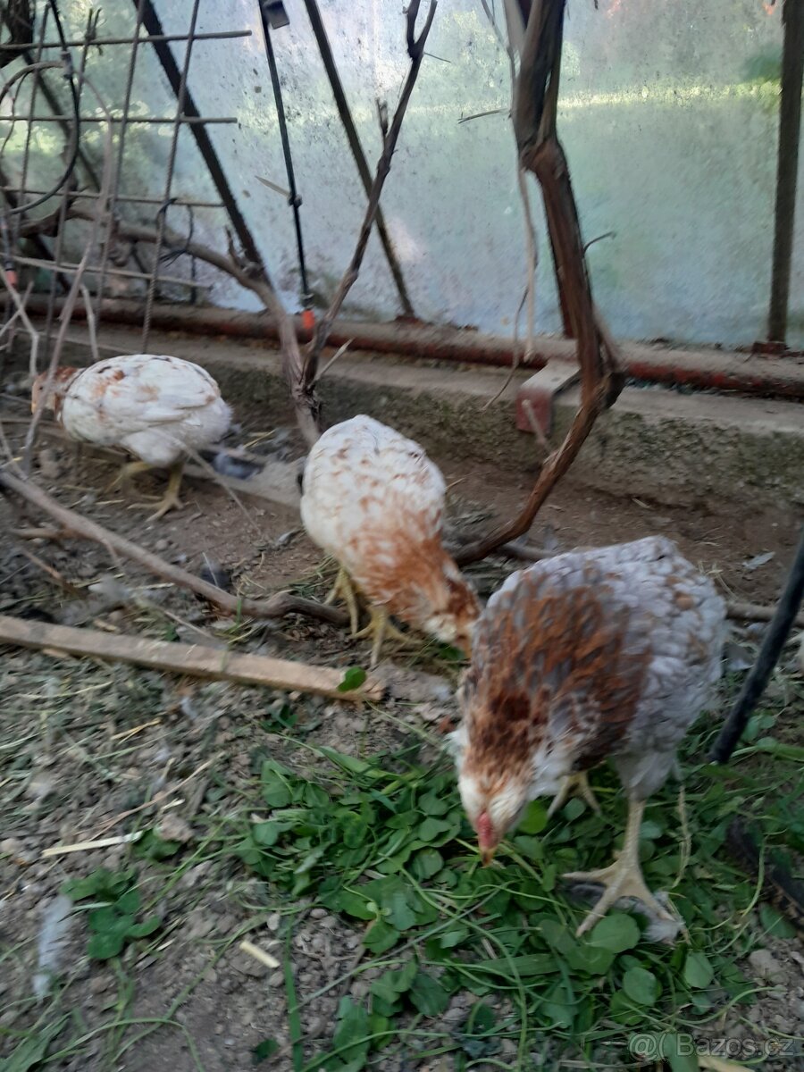 Araukany