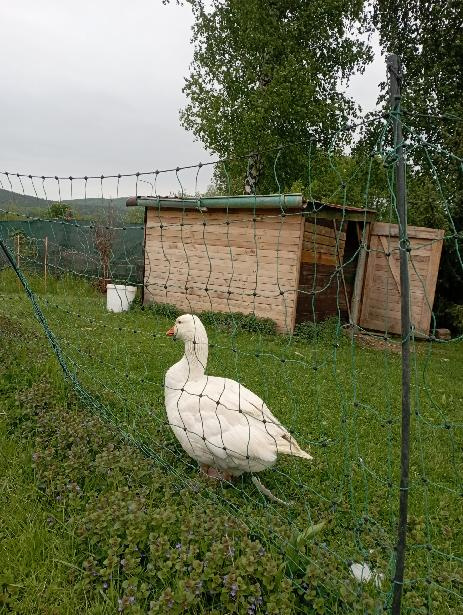 Prodám chovný kmen 1,2