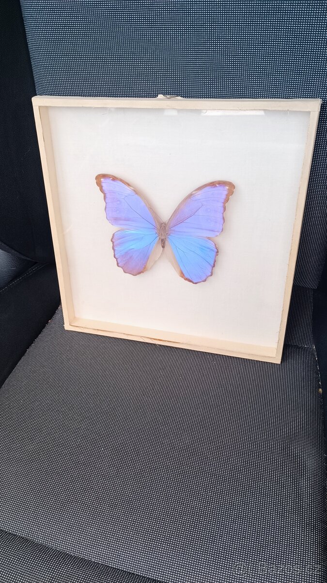 Obrázek s motýlem Morpho didius