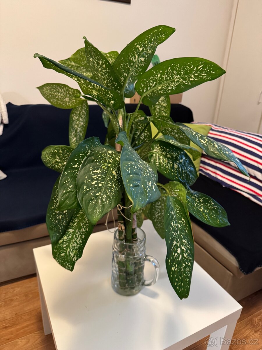 Dieffenbachia Seguine - Difenbachie pestrá