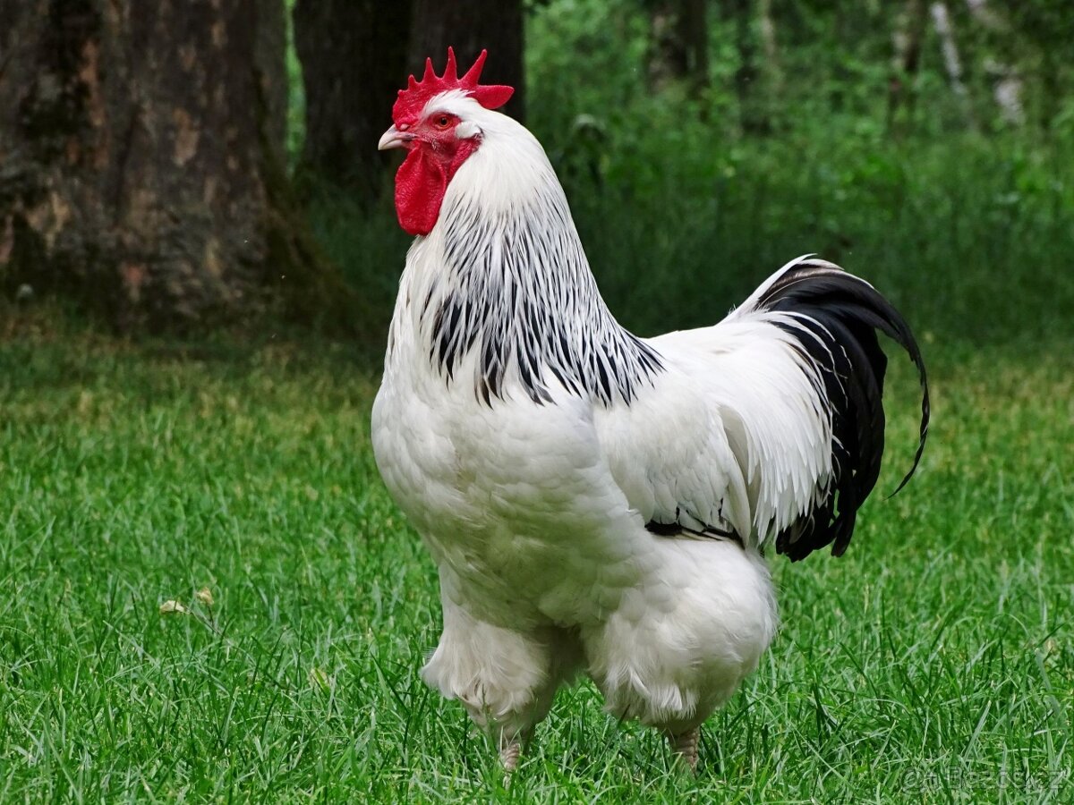 Čistokrevný Sussex kohouti