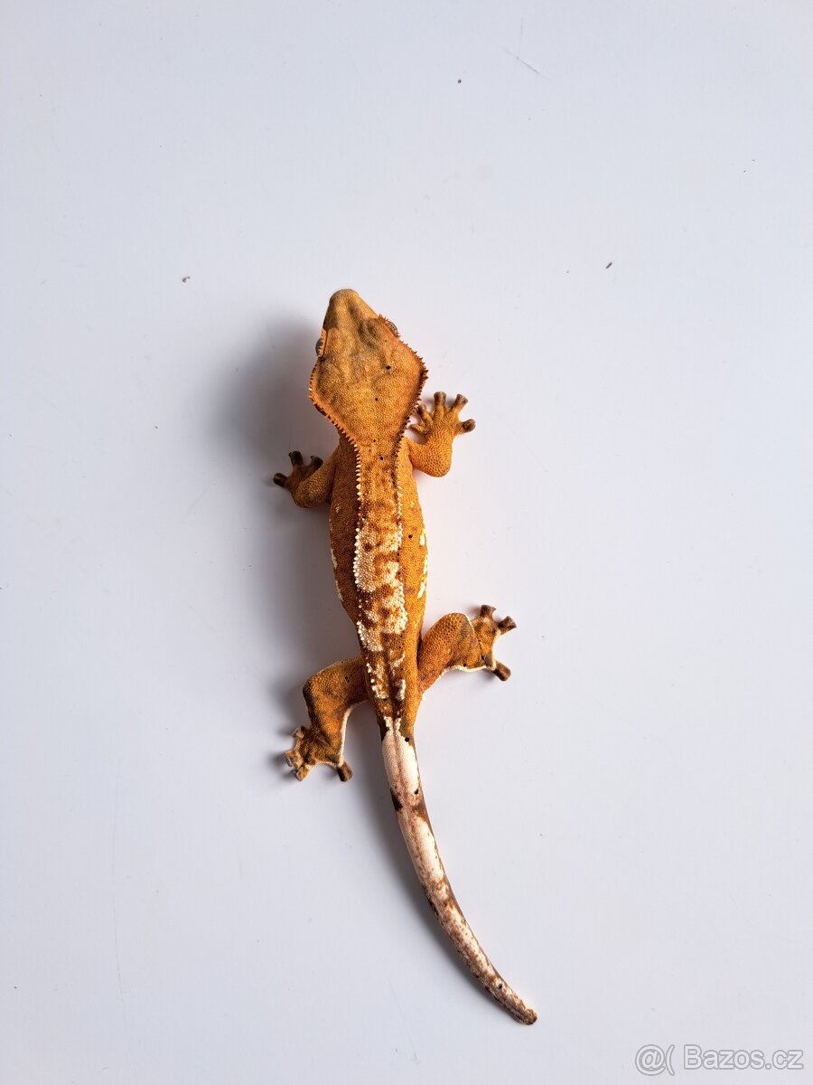 pagekon řasnatý samice...