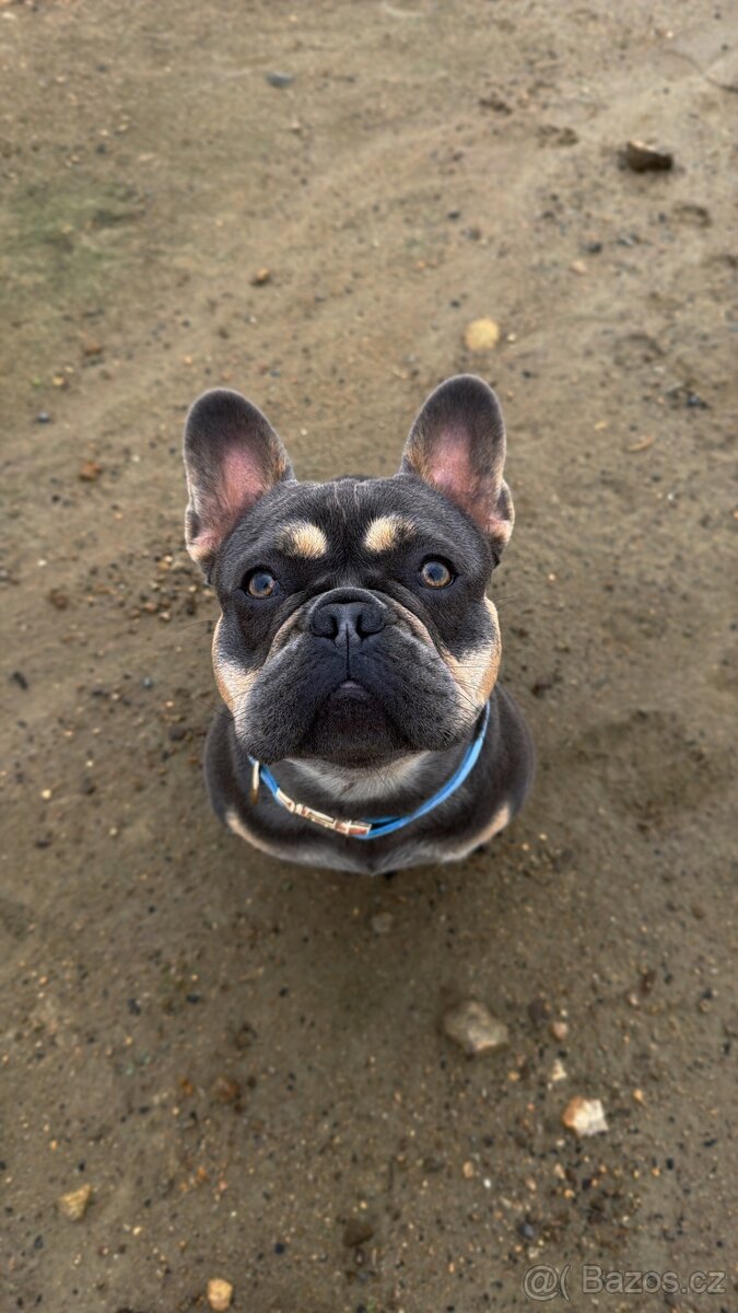 Francouzský buldoček KRYTÍ
