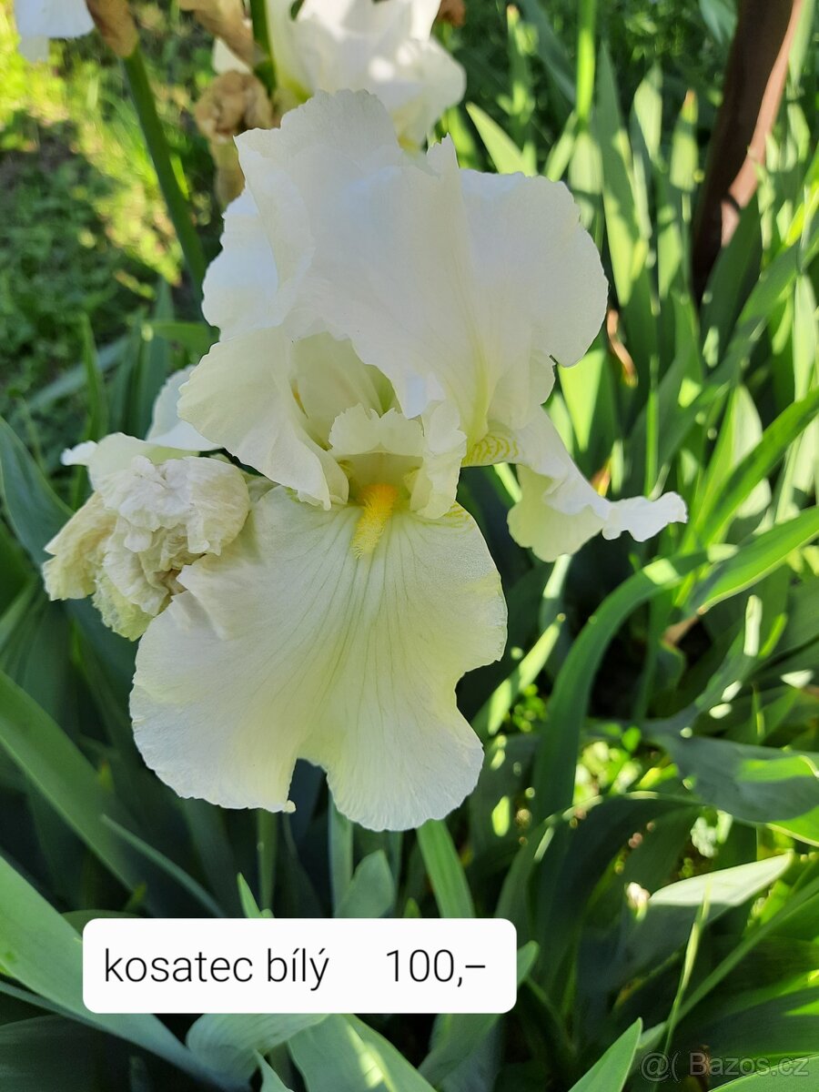 Bílý kosatec