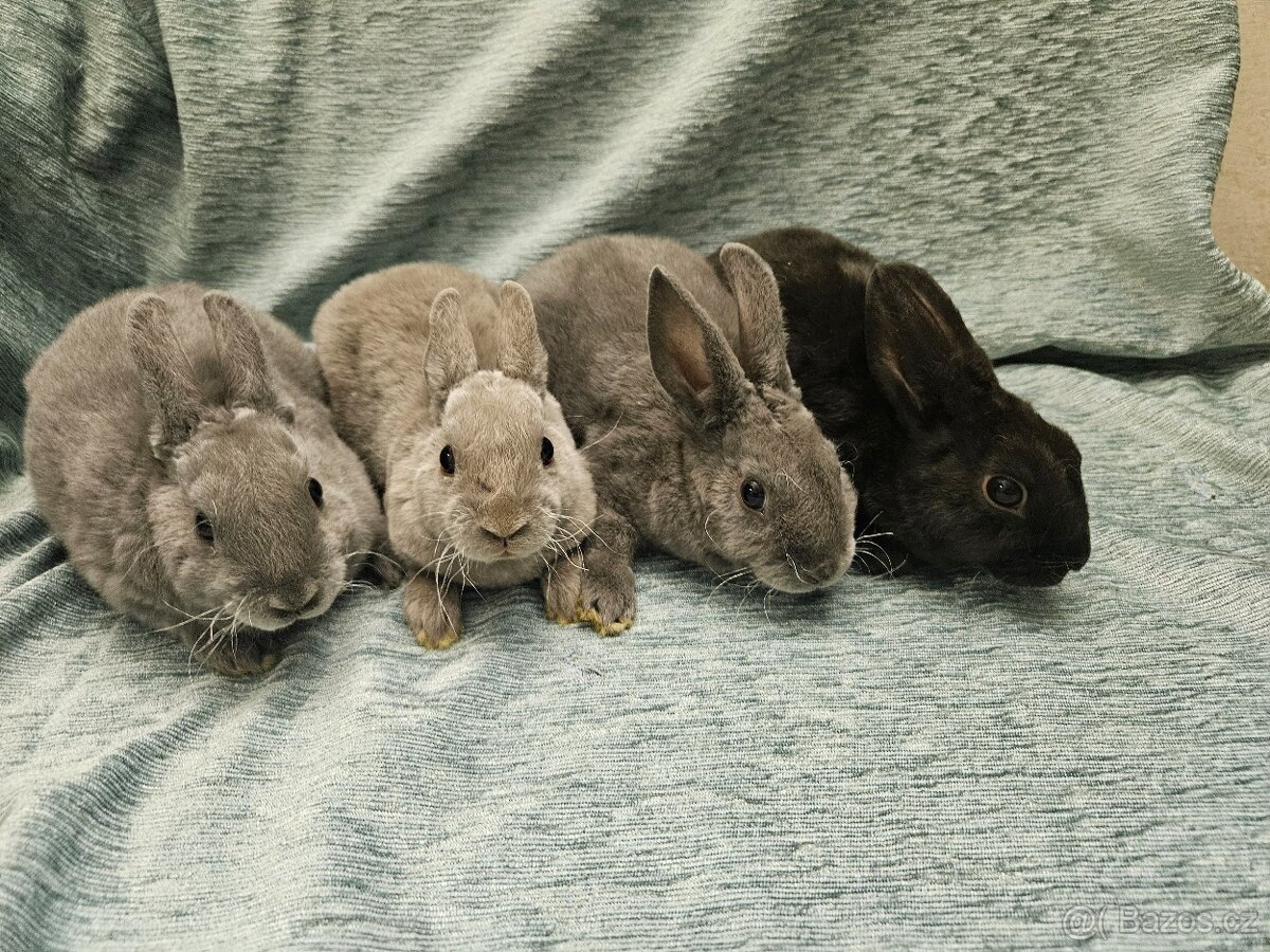 Zakrslý králíček