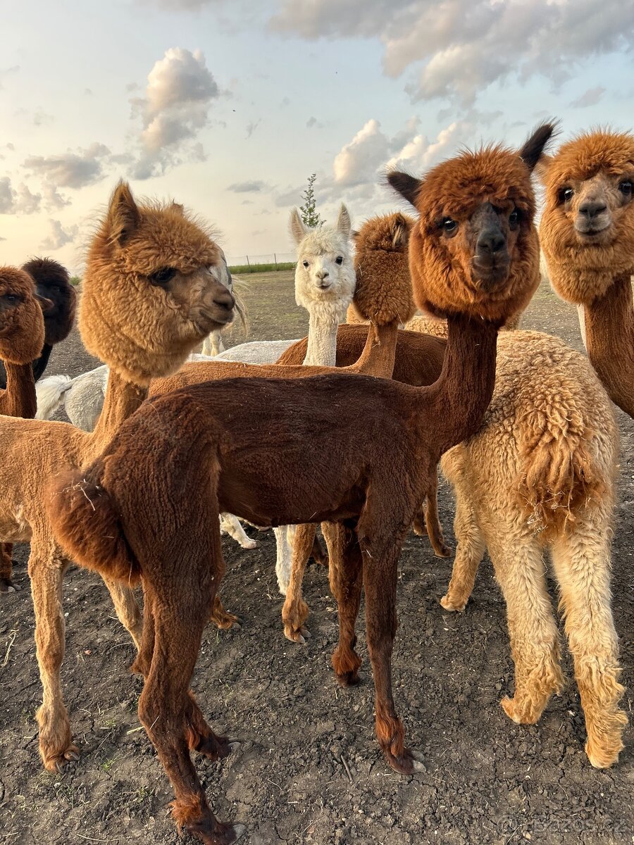 Lama alpaka - samice