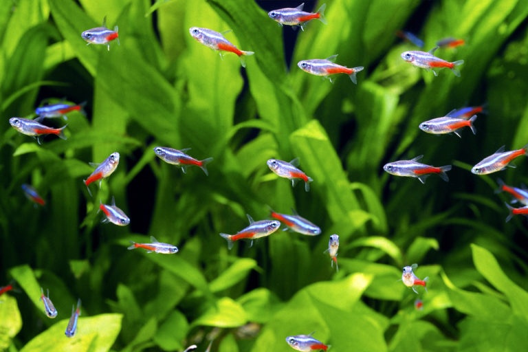 Akvarijní rybičky neonky mečovky endlerky kardinálky