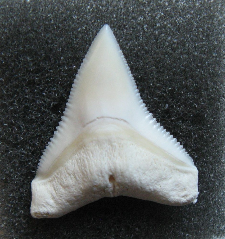 Zub - Žralok bělavý