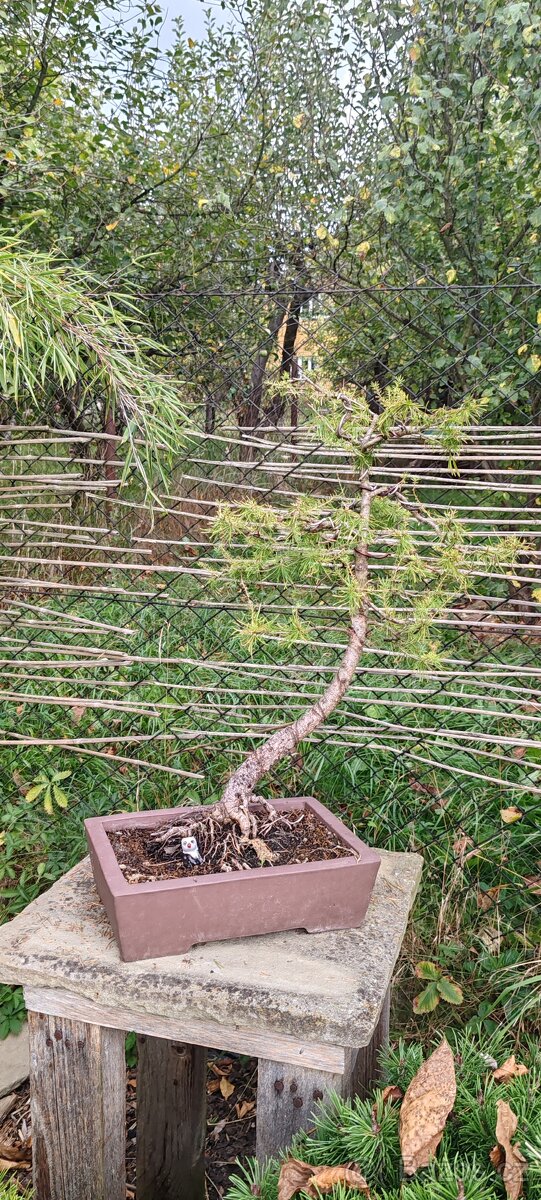 bonsai, bonsaj Modřín