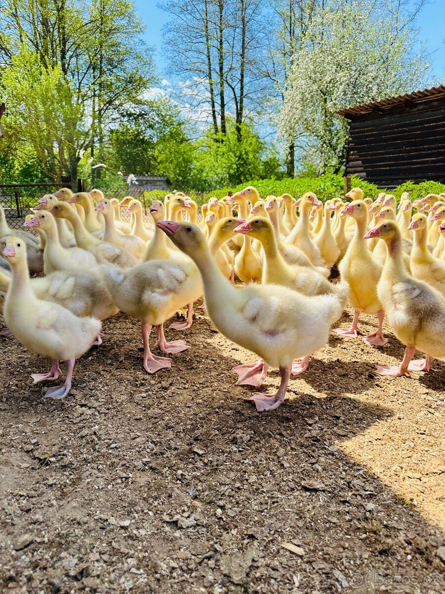 Novohradská housata a káčata