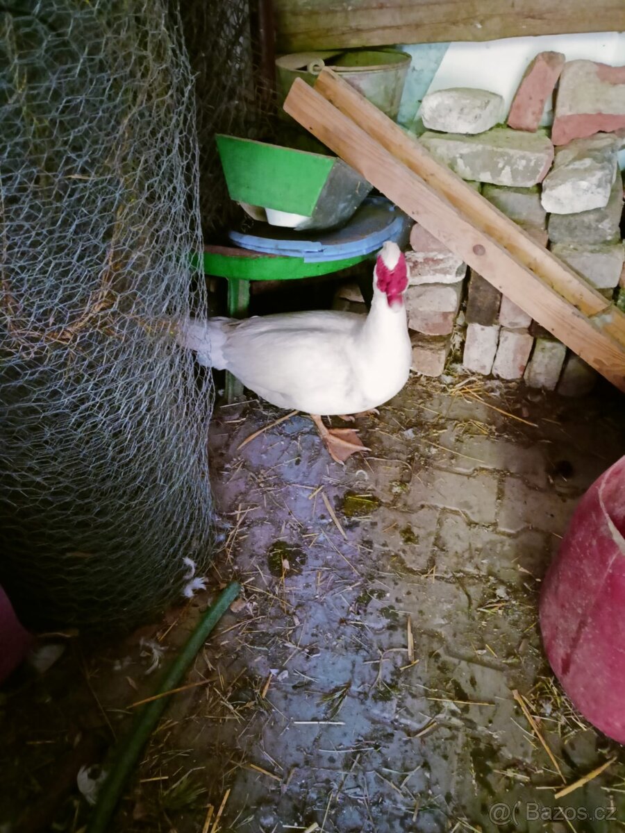Káčer