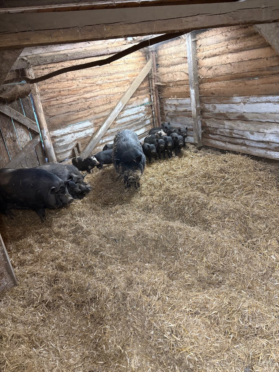 Prodám vietnamské prasátka čuníčci