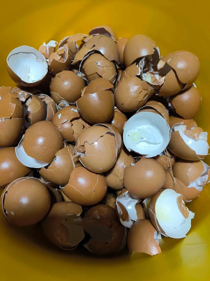 Skořápky- výměna za vejce