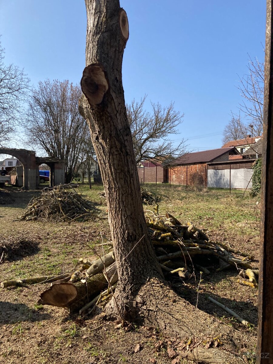 Kmeny ořechu - ořechové dřevo