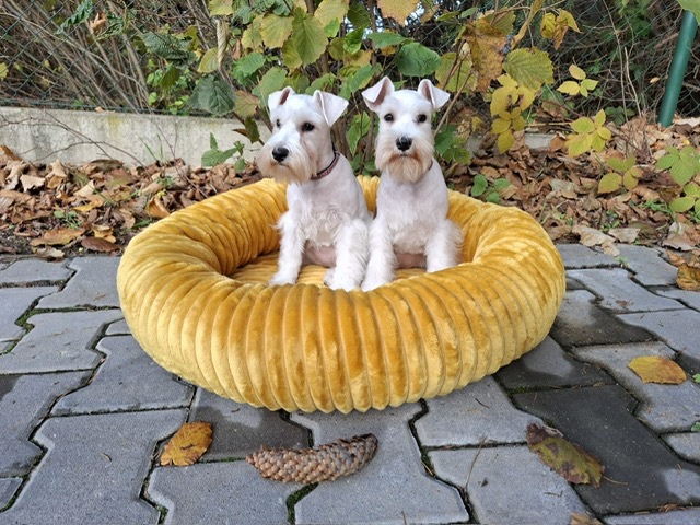 Knírač malý bílý - štěňátka s PP fenky