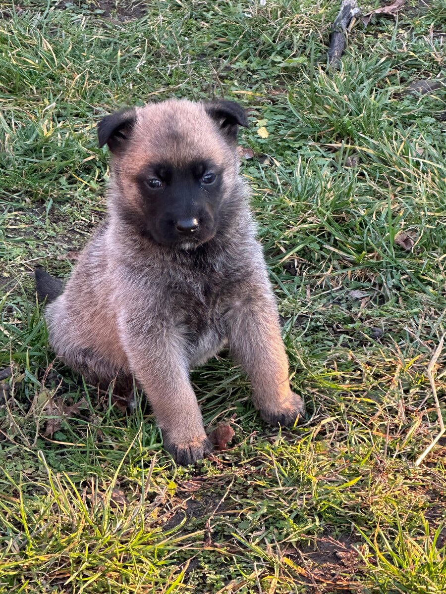 Belgický ovčák Malinois X německy ovčák