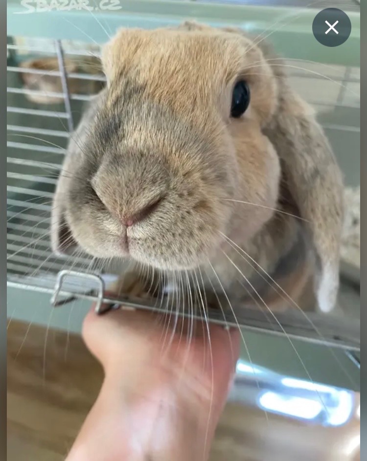 Méďa hledá nový domov