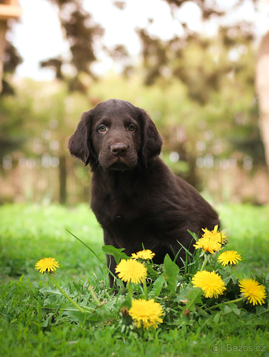 FLAT COATED RETRIEVER