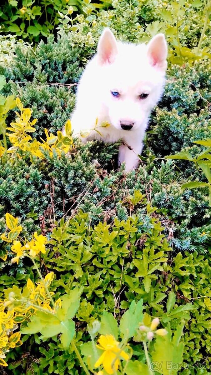 Sibirsky hasky husky