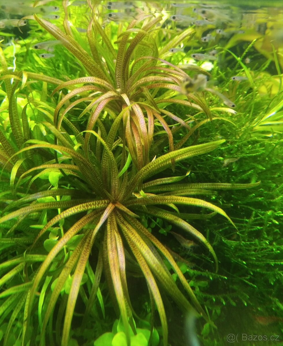 Blyxa Japonica