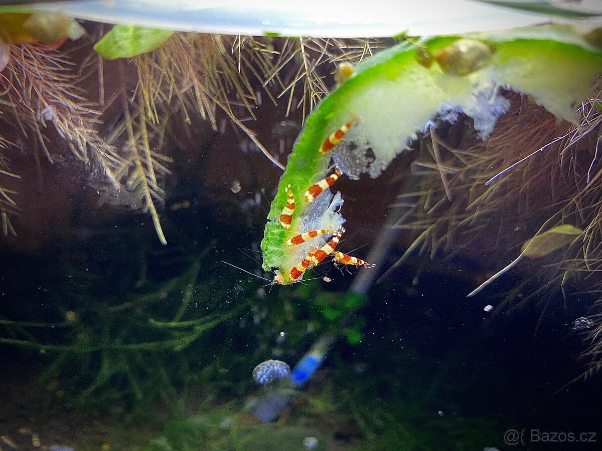 Krevety caridina crystal red (S)