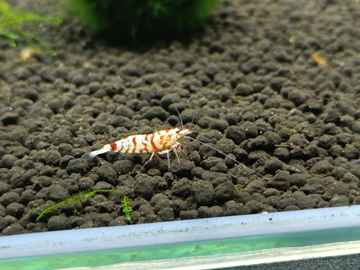 Caridina - Red Fancy Tiger