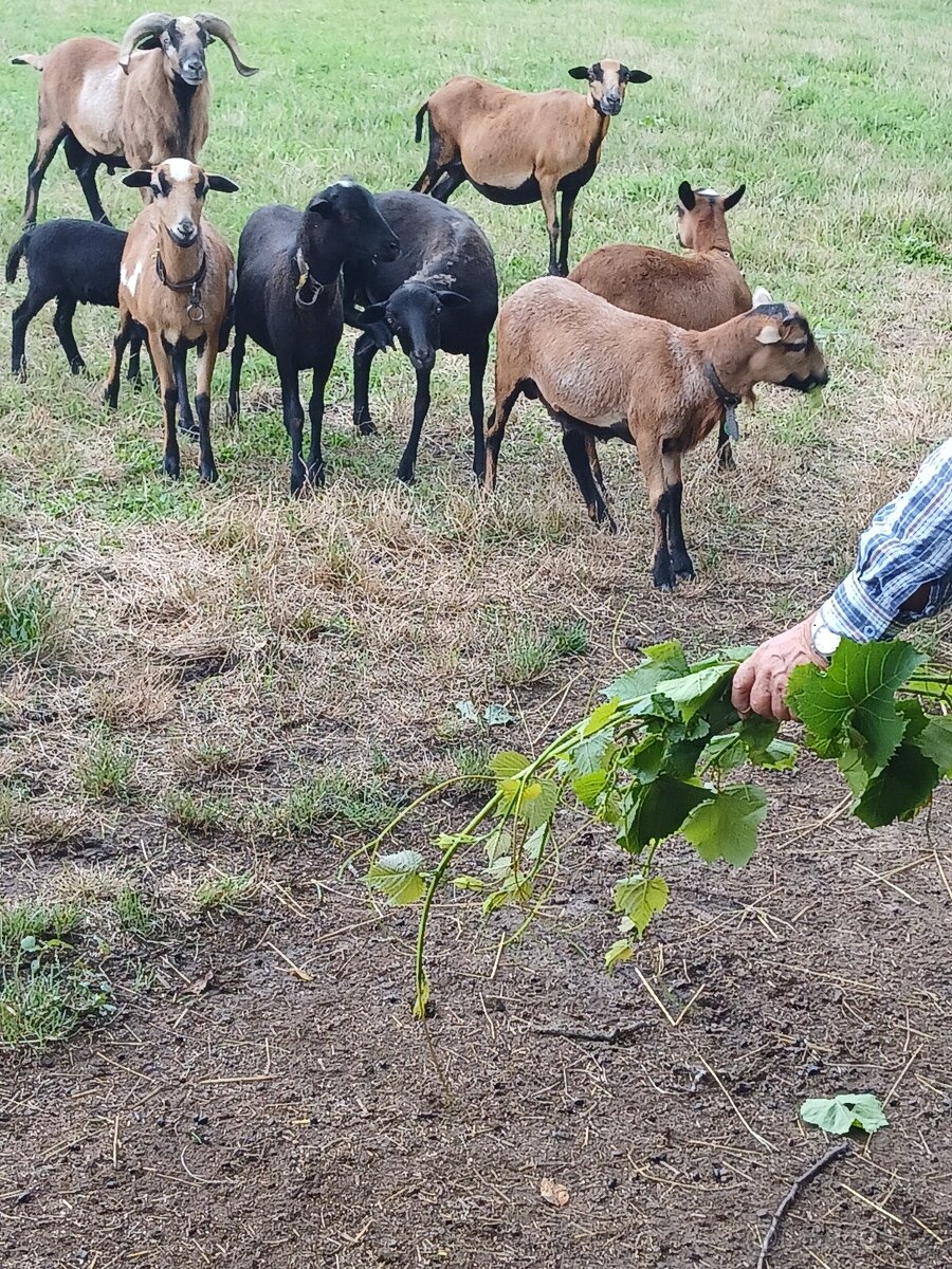 Kamerunské ovce