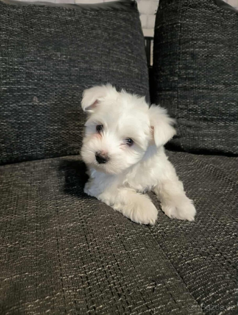 Jorkšírský teriér  Biewer