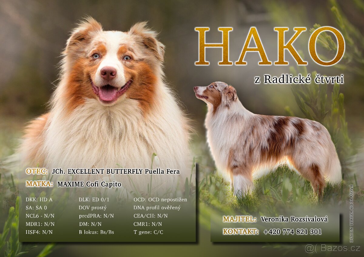 Krytí chovným psem AUSTRALSKÝ OVČÁK